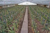 Ananasplantage