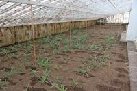 Ananasplantage