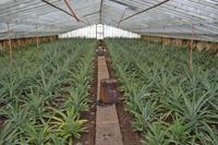 Ananasplantage