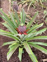 Ananasplantage