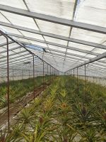 Ananasplantage