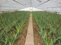 Ananasplantage