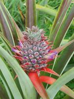 Ananasplantage