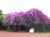 Ananasplantage