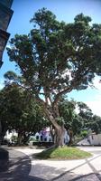 Aus Neuseeland eingeführt: Eisenholzbaum