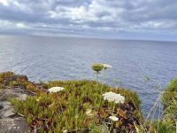 Azoren - Faial