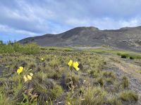 Azoren - Faial