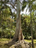 Azoren - Sao Miguel, Park Terra Nostra