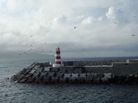 Azoren Pico Hafen