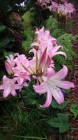 Belladonnalilie, auch echte Amaryllis genannt
