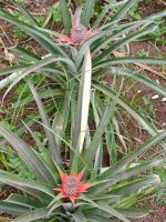 Blühende Ananas