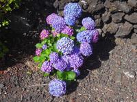 Blumen in Cacherro