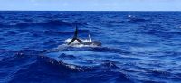 Delfin mit Thunfisch im Mund