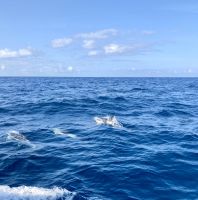 Delfin- und Walbeobachtung