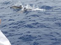 Delfinen - Walbeobachtung auf der Insel Sao Miguel (2)