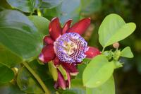 Die Flora und Fauna der Insel ist sehr vielseitig