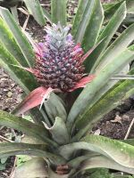 Die kleine Krone