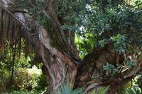 Ein Eisenholzbaum im Park Terra Nostra