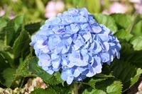 Eine Hortensie