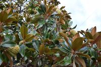 Eine Magnolie
