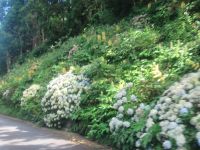 Entlang der Straßen -  Hortensien - São Miquel, Azoren