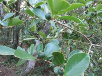 Faial: Guave