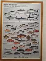 Fische der Azoren
