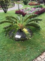 Garten in Angra d H