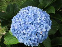 Hortensie