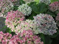 Hortensie