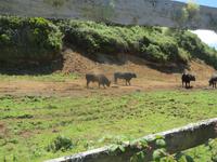 IMG_2367_Stiere