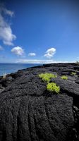 Ilha do Pico, São Roque Do Pico, Azores, Portugal