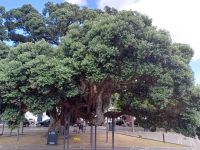 Park in Horta