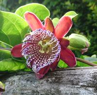Passionsblume