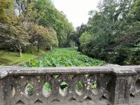Pflanzen im Park Terra Nostra