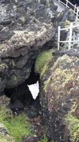 Pico Cachorro 