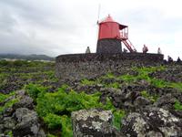Pico, Weinfelder