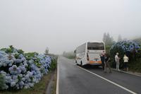Pico: Hortensienblüte