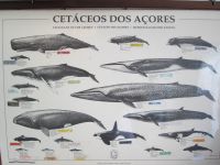 Pico: Walfangmuseum