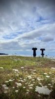 São Miguel Island, Ponta Delgada, Azores, Portugal