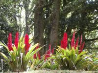 Sao Miguel - Park Terra Nostra