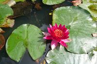 Seerose