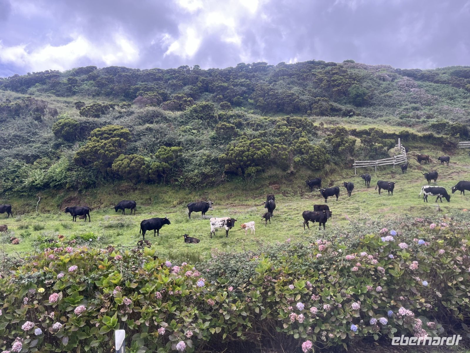 Stiere auf Terceira