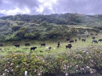 Stiere auf Terceira