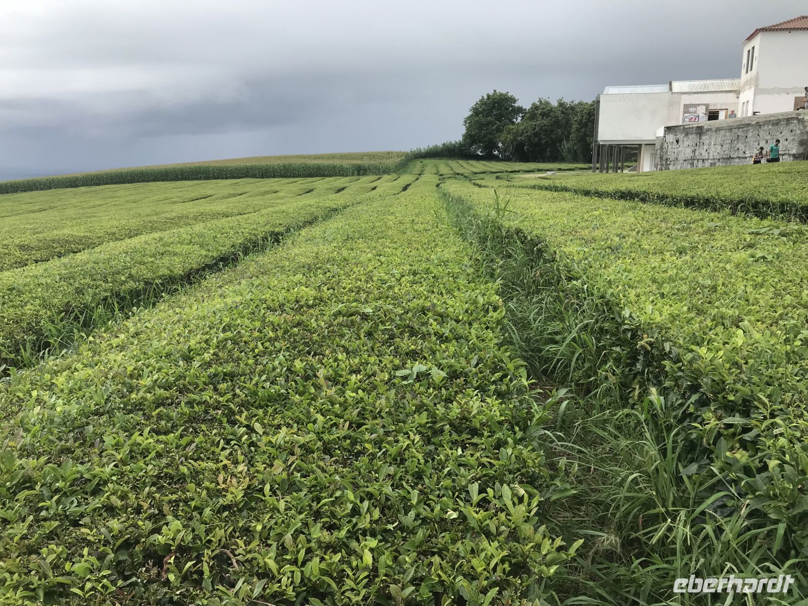 Teeplantage