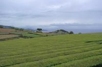 Teeplantage