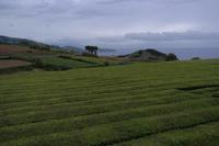 Teeplantage