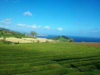 Teeplantage