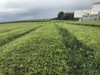 Teeplantage