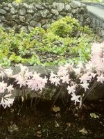 Terceira: Weingut